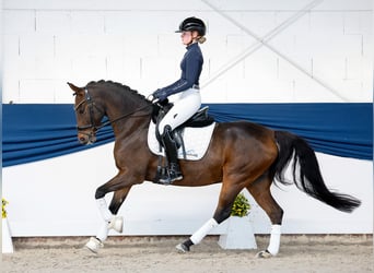 Duitse rijpony, Ruin, 8 Jaar, 147 cm, Donkerbruin