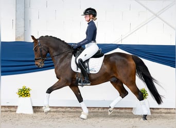 Duitse rijpony, Ruin, 8 Jaar, 147 cm, Donkerbruin