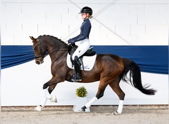 Duitse rijpony, Ruin, 8 Jaar, 147 cm, Donkerbruin