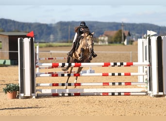 Duitse rijpony, Ruin, 8 Jaar, 147 cm, Falbe