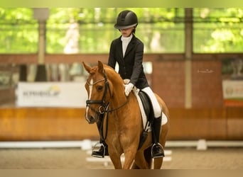 Duitse rijpony, Ruin, 8 Jaar, 147 cm, Vos