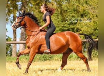 Duitse rijpony, Ruin, 8 Jaar, 147 cm, Vos