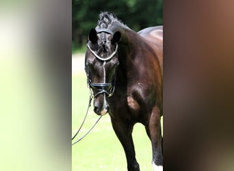Duitse rijpony, Ruin, 8 Jaar, 147 cm, Zwart