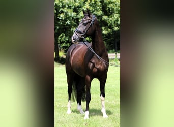 Duitse rijpony, Ruin, 8 Jaar, 147 cm, Zwart