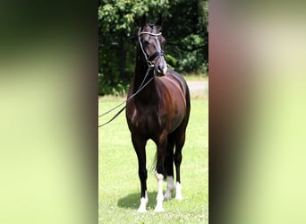 Duitse rijpony, Ruin, 8 Jaar, 147 cm, Zwart