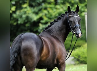 Duitse rijpony, Ruin, 8 Jaar, 147 cm, Zwart