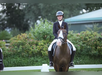 Duitse rijpony, Ruin, 8 Jaar, 148 cm, Bruin