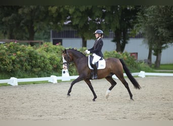 Duitse rijpony, Ruin, 8 Jaar, 148 cm, Bruin