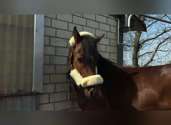 Duitse rijpony, Ruin, 8 Jaar, 148 cm, Bruin