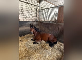 Duitse rijpony, Ruin, 8 Jaar, 148 cm, Bruin