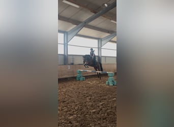 Duitse rijpony, Ruin, 8 Jaar, 148 cm, Bruin