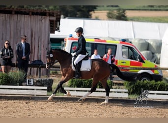 Duitse rijpony, Ruin, 8 Jaar, 148 cm, Bruin