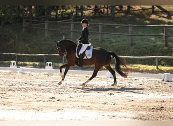 Duitse rijpony, Ruin, 8 Jaar, 148 cm, Donkerbruin