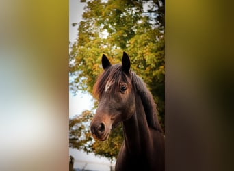 Duitse rijpony, Ruin, 8 Jaar, 148 cm, Donkerbruin