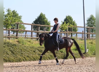 Duitse rijpony, Ruin, 8 Jaar, 148 cm, Donkerbruin