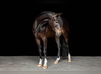 Duitse rijpony, Ruin, 8 Jaar, 148 cm, Donkerbruin