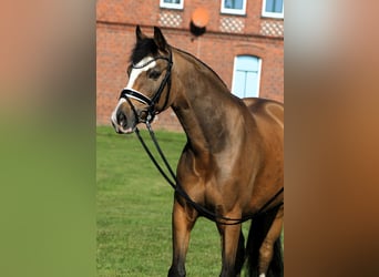 Duitse rijpony, Ruin, 8 Jaar, 148 cm, Falbe