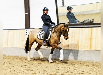 Duitse rijpony, Ruin, 8 Jaar, 148 cm, Falbe