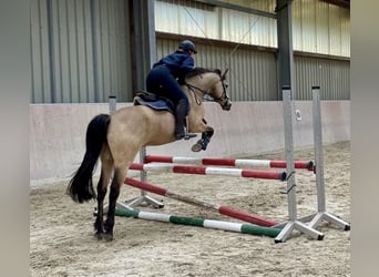 Duitse rijpony, Ruin, 8 Jaar, 148 cm, Falbe