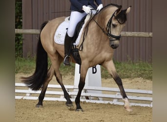 Duitse rijpony, Ruin, 8 Jaar, 148 cm, Falbe