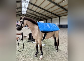Duitse rijpony, Ruin, 8 Jaar, 148 cm, Falbe