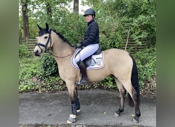 Duitse rijpony, Ruin, 8 Jaar, 148 cm, Falbe