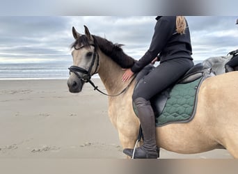 Duitse rijpony, Ruin, 8 Jaar, 148 cm, Falbe