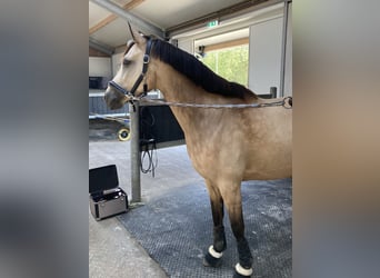 Duitse rijpony, Ruin, 8 Jaar, 148 cm, Falbe