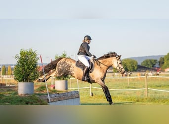 Duitse rijpony, Ruin, 8 Jaar, 148 cm, Falbe