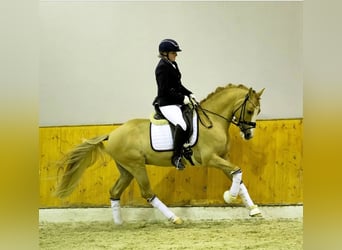 Duitse rijpony, Ruin, 8 Jaar, 148 cm, Red Dun