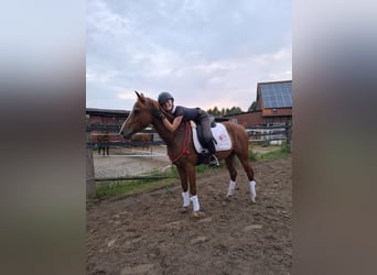 Duitse rijpony, Ruin, 8 Jaar, 148 cm, Vos