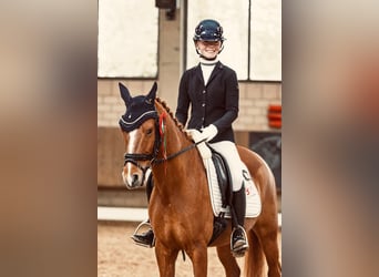 Duitse rijpony, Ruin, 8 Jaar, 148 cm, Vos