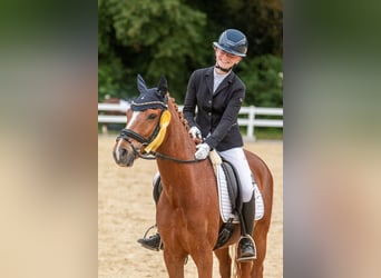 Duitse rijpony, Ruin, 8 Jaar, 148 cm, Vos