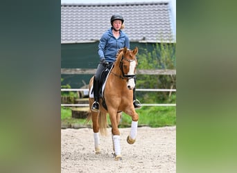 Duitse rijpony, Ruin, 8 Jaar, 148 cm, Vos
