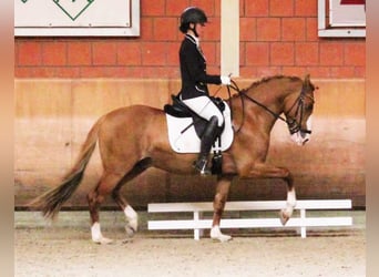 Duitse rijpony, Ruin, 8 Jaar, 148 cm, Vos