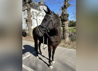 Duitse rijpony, Ruin, 8 Jaar, 150 cm, Zwart