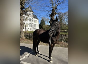 Duitse rijpony, Ruin, 8 Jaar, 150 cm, Zwart