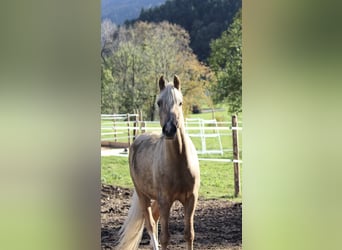 Duitse rijpony, Ruin, 8 Jaar, 151 cm, Palomino