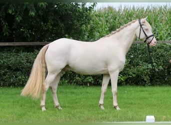 Duitse rijpony, Ruin, 8 Jaar, 152 cm, Cremello