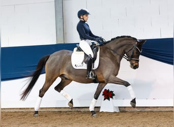 Duitse rijpony, Ruin, 8 Jaar, 152 cm, Donkerbruin