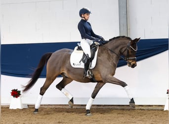 Duitse rijpony, Ruin, 8 Jaar, 152 cm, Donkerbruin