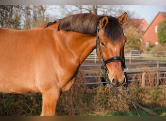 Duitse rijpony, Ruin, 8 Jaar, 153 cm