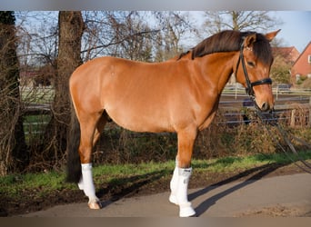 Duitse rijpony, Ruin, 8 Jaar, 153 cm
