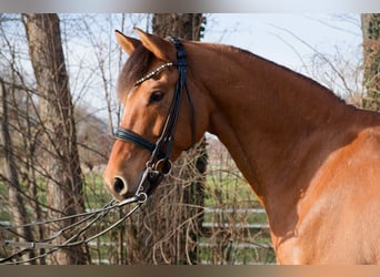 Duitse rijpony, Ruin, 8 Jaar, 153 cm