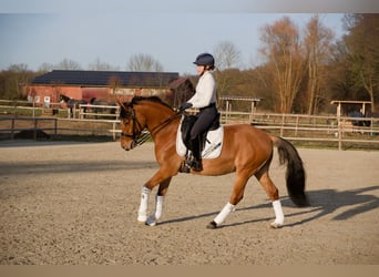 Duitse rijpony, Ruin, 8 Jaar, 153 cm
