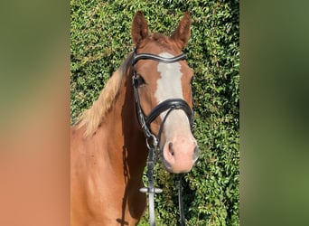Duitse rijpony, Ruin, 8 Jaar, 153 cm, Vos