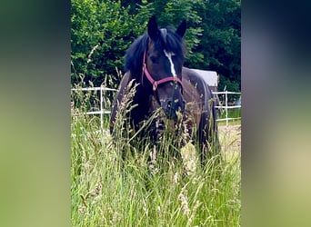 Duitse rijpony Mix, Ruin, 8 Jaar, 153 cm, Zwart