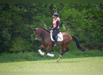 Duitse rijpony, Ruin, 8 Jaar, 155 cm, Donkerbruin