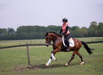 Duitse rijpony, Ruin, 8 Jaar, 155 cm, Donkerbruin