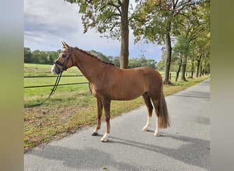 Duitse rijpony, Ruin, 8 Jaar, 156 cm, Donkere-vos